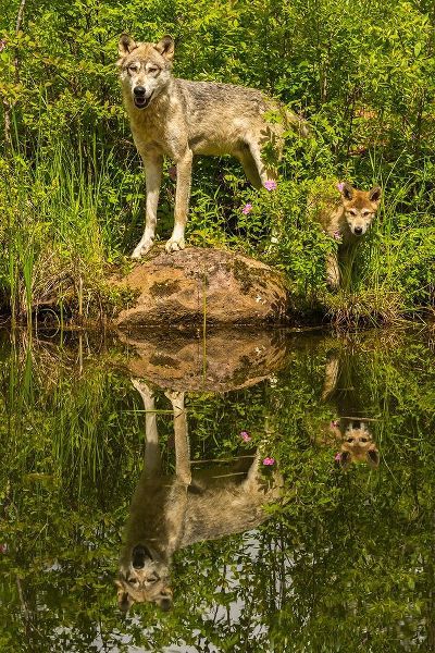 Minnesota-Pine County Wolf and pup reflect in pond